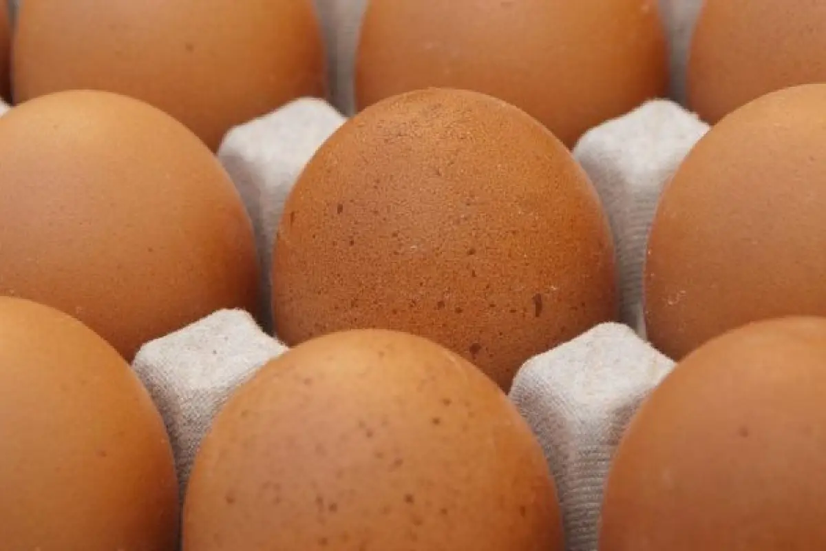 Eier in einem Eierkarton